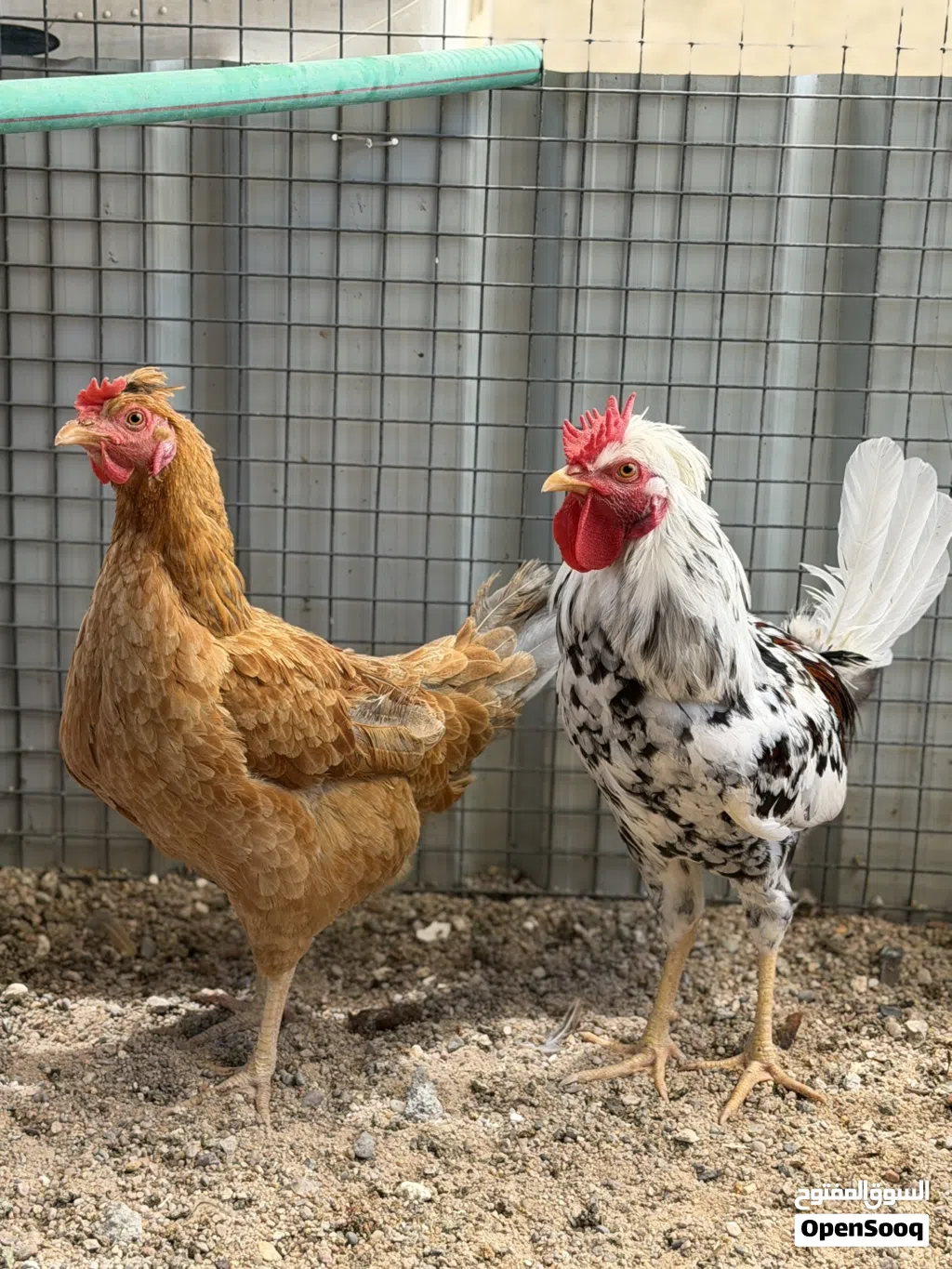 ديج ماكنتوش جدا جميل - دجاجة عرب بياضة