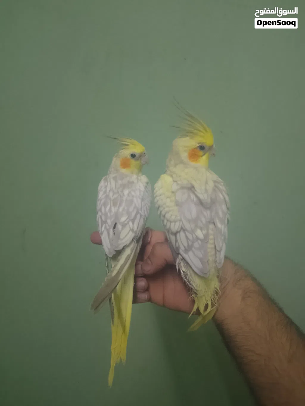 طيور كوكتيل +اروز+الفيشر