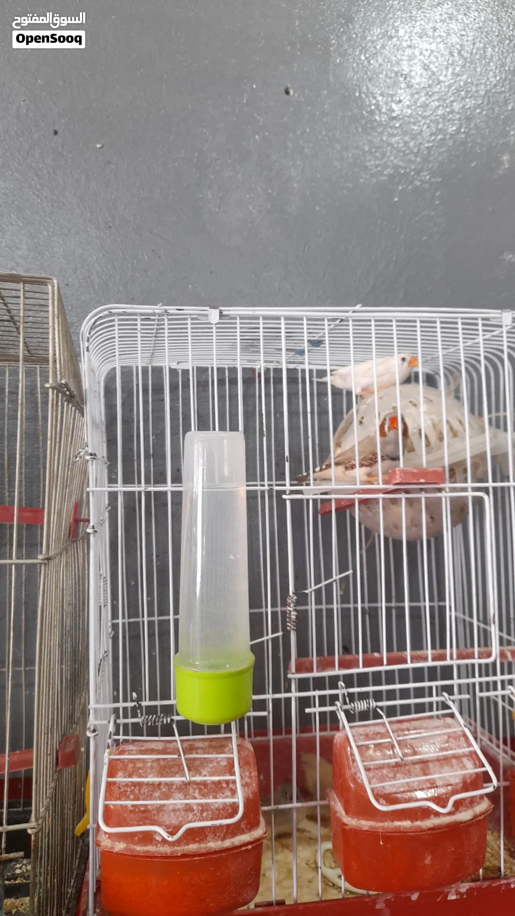 طيور جنه مع فراخهم