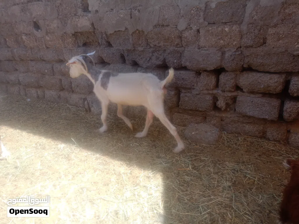 للبيع. فحل مع ثلاث شوهات وصخلتين بكر