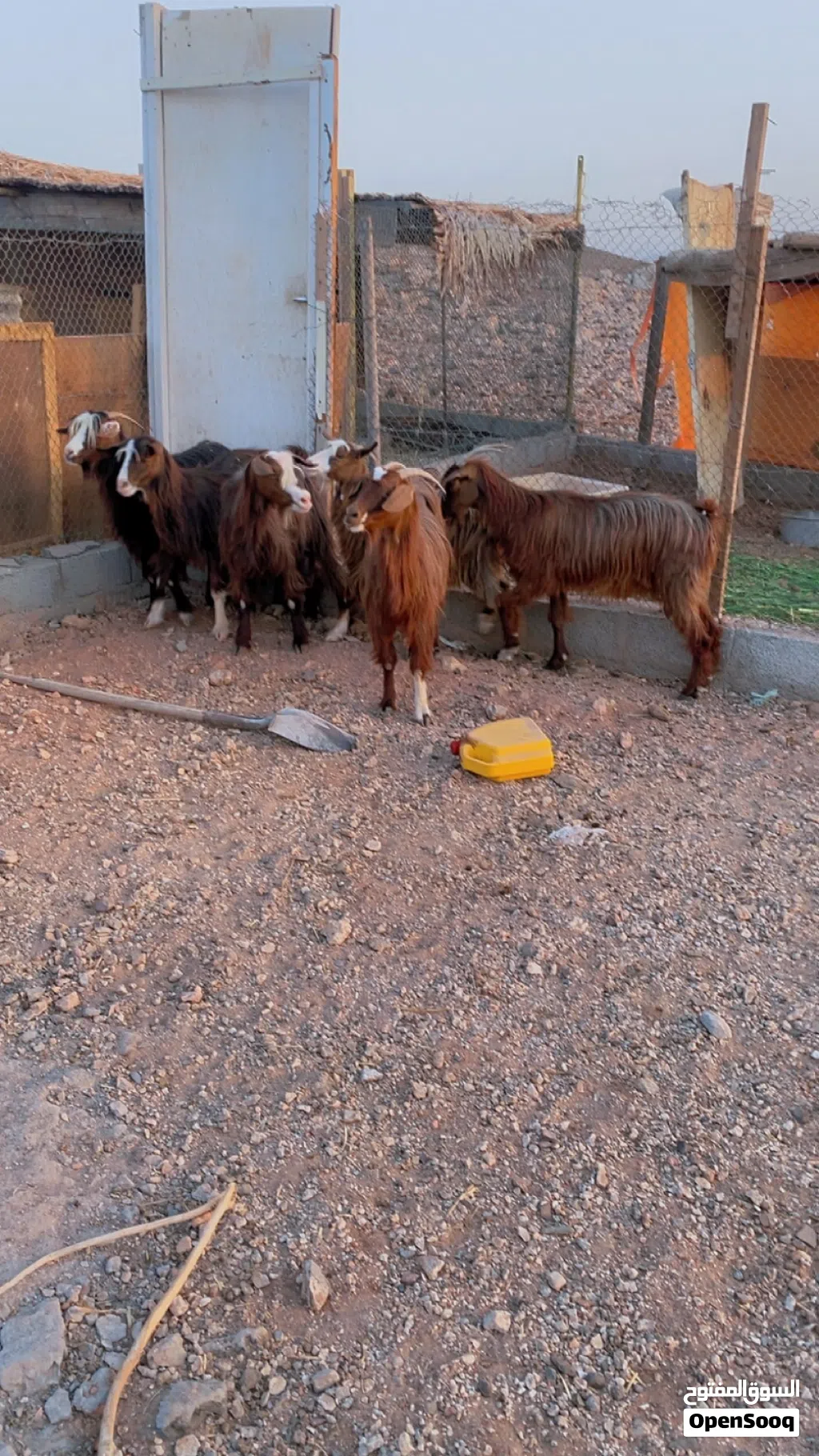 غنم للبيع محدورات من لجبل