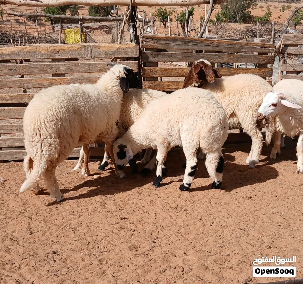 حوالا وحوليات نبت