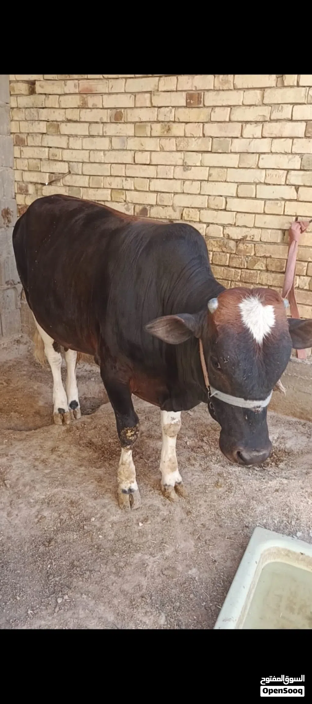 عجل للبيع مكان حي بغداد