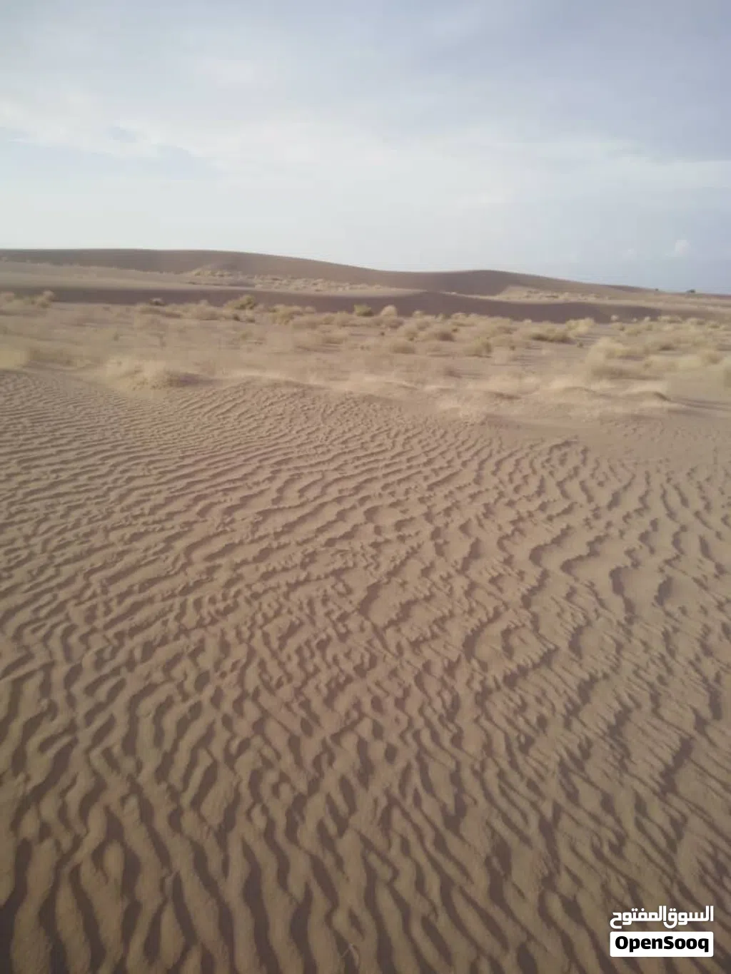 للبيع ارض زراعيه طينه خصبه مستويه لارمل ولاشي ركب وزرع وسعر المعاد فقط 500 مئة الف يمني