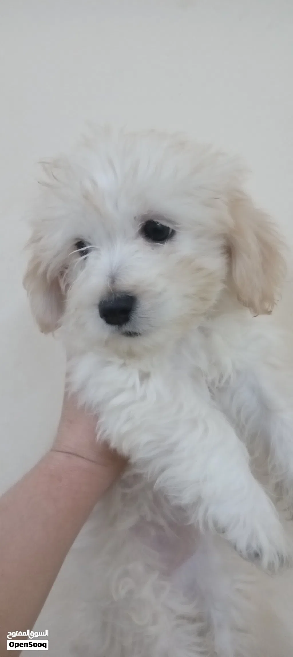Maltese puppy for sale