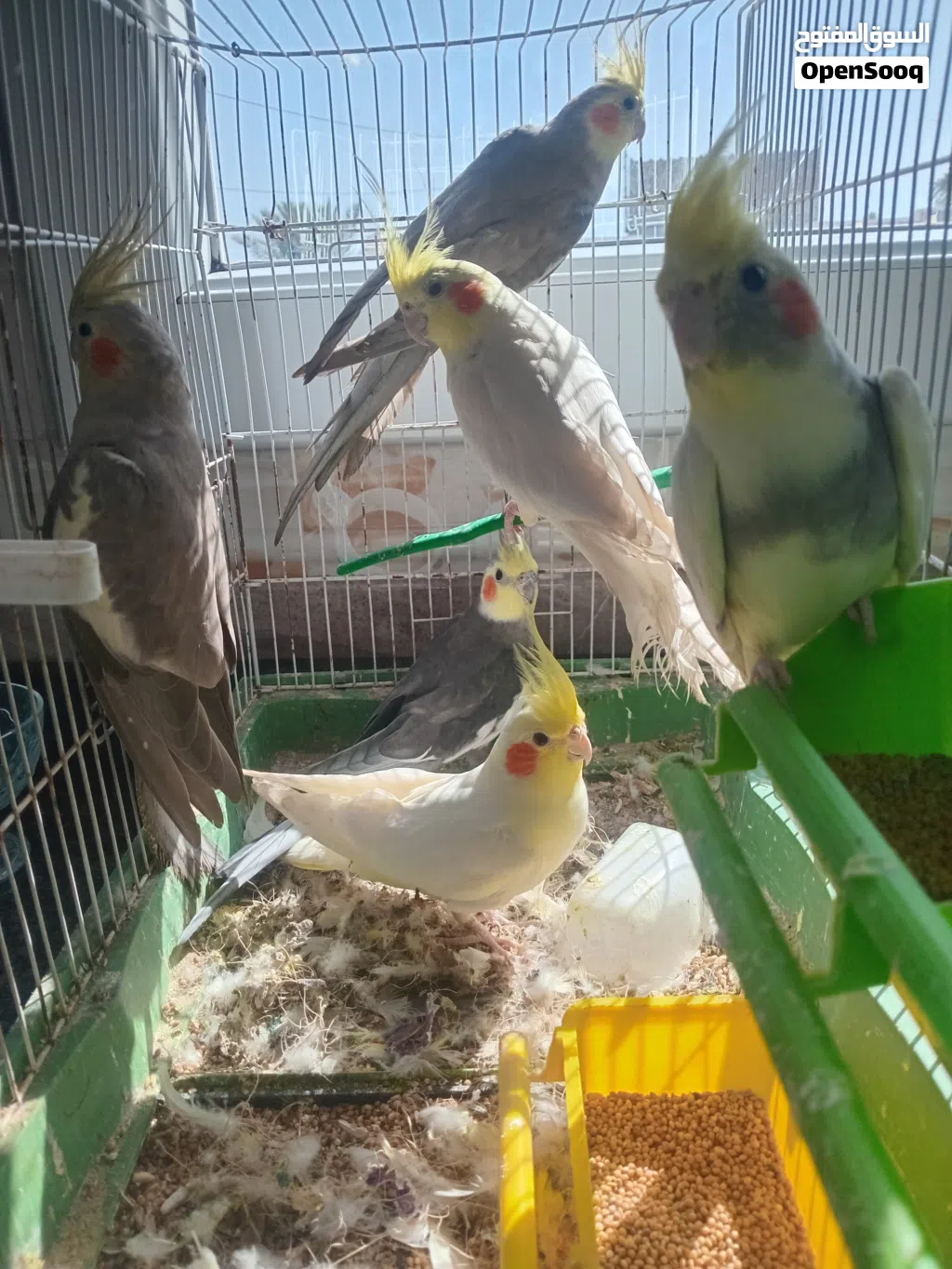 4 كوبيات كوكتيل سعرهم حررق كاش ولا تحويل عادي