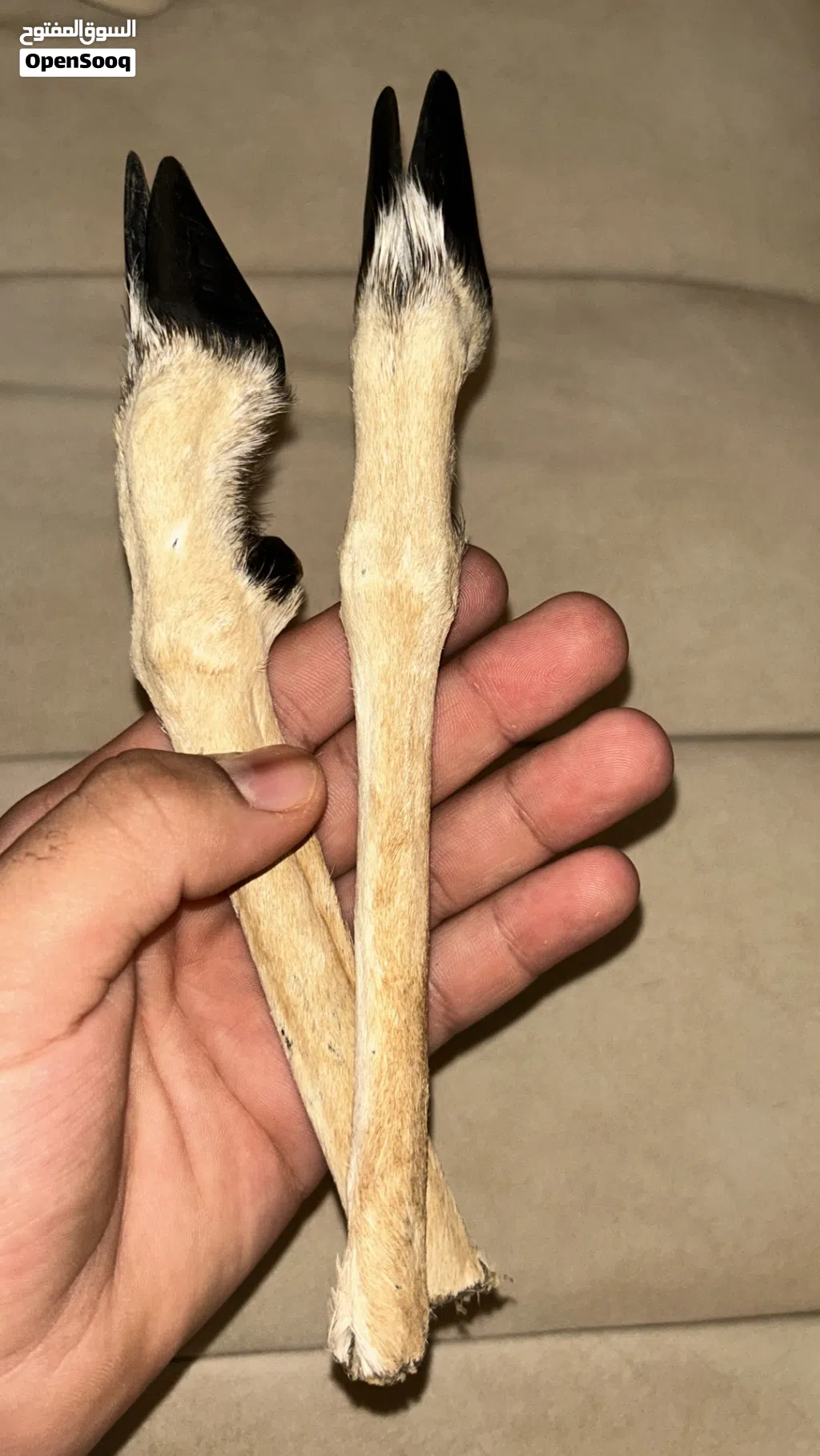 يدين غزال على 18