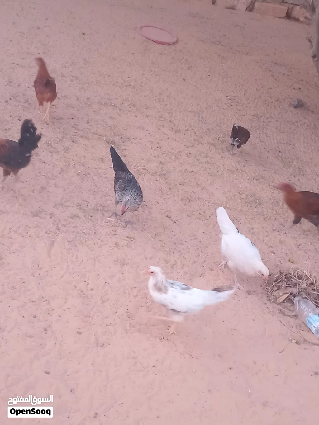 عتتيق دجاج ربي يبارك