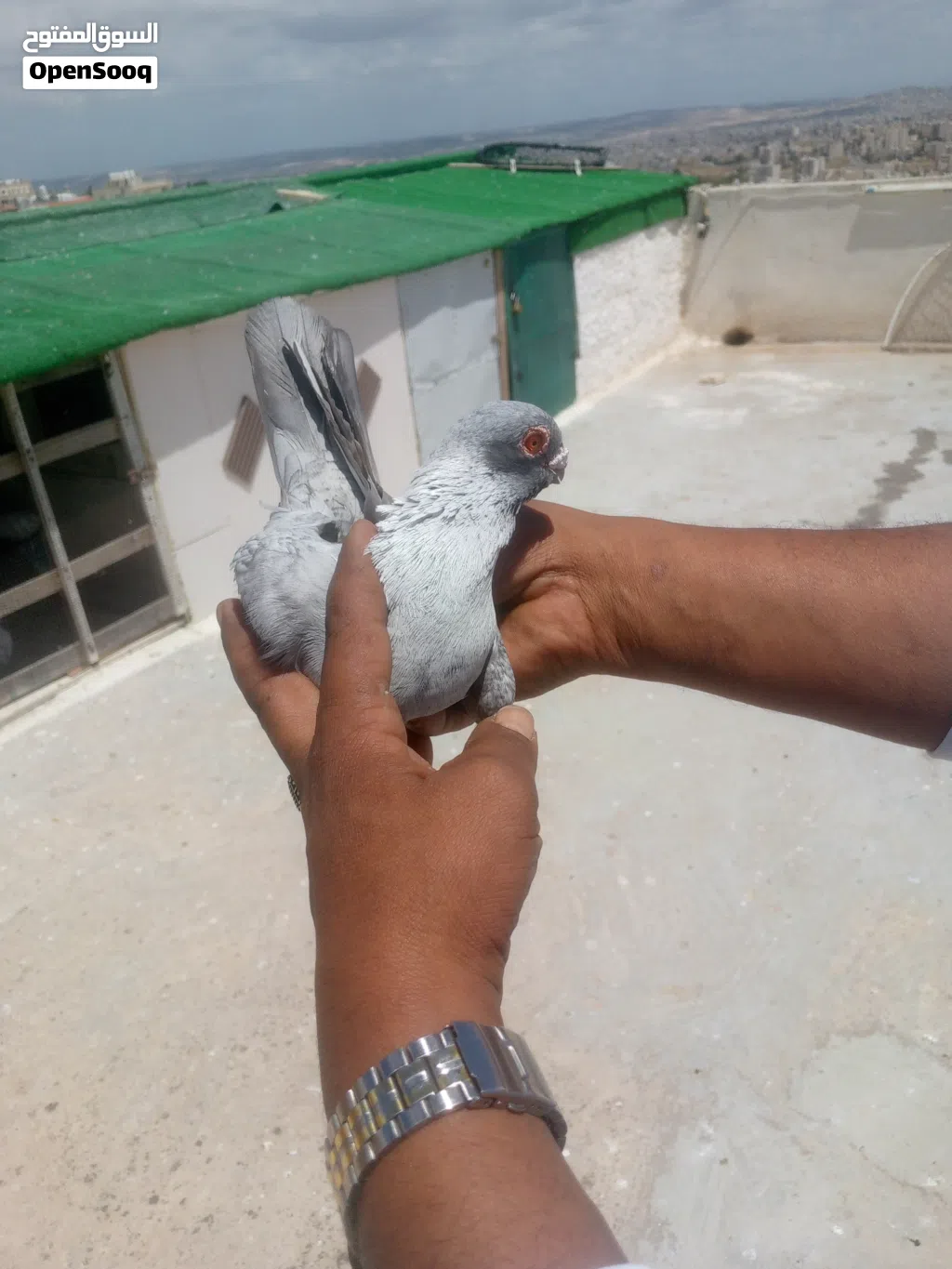 جواز حمام انظاف صحه للبيع في إربد