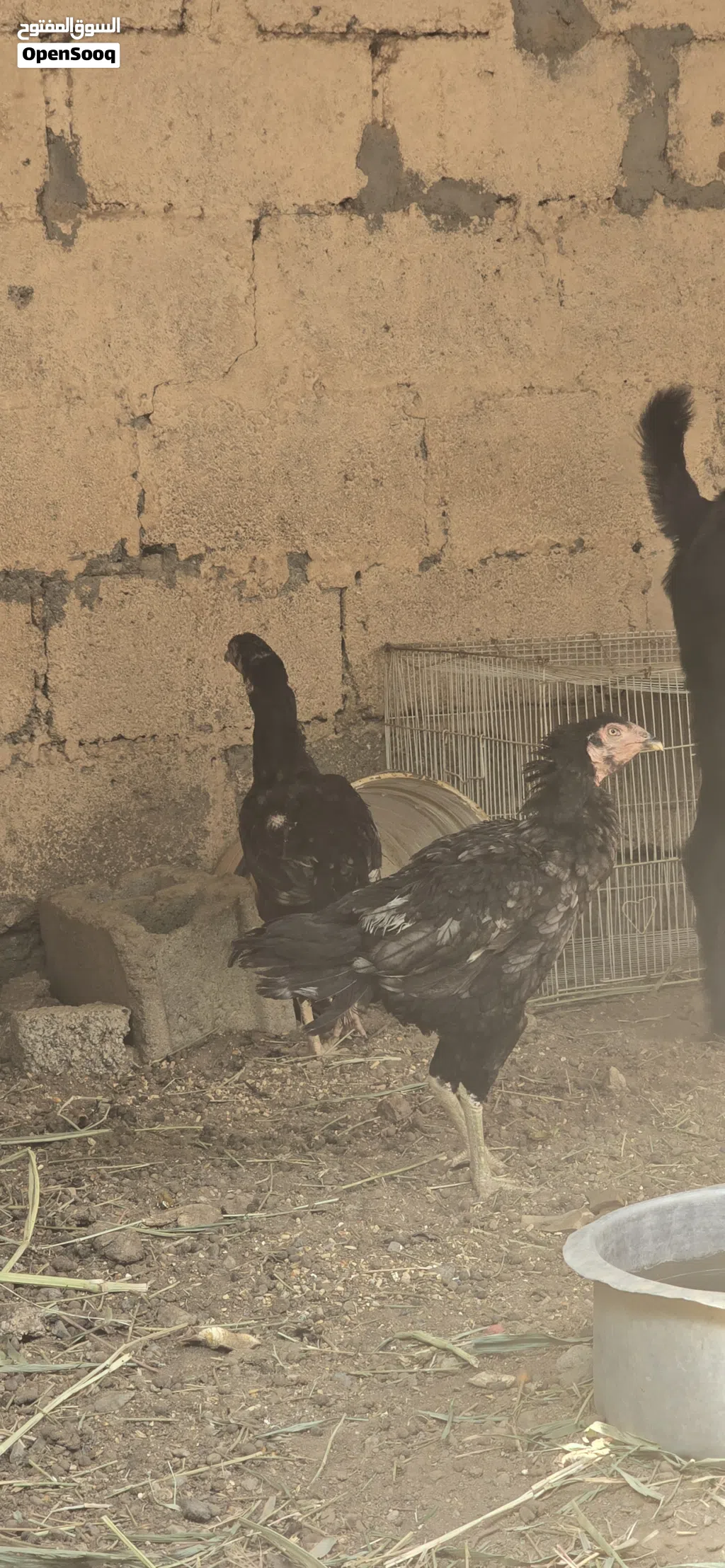 دجاج بكستاني اصلي