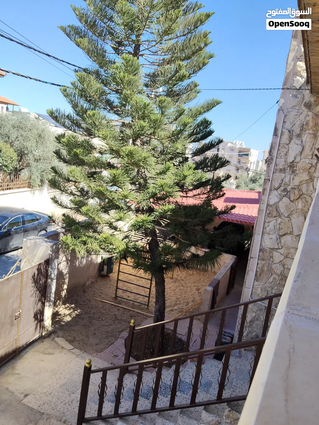 شجرة اروكاريا للبيع