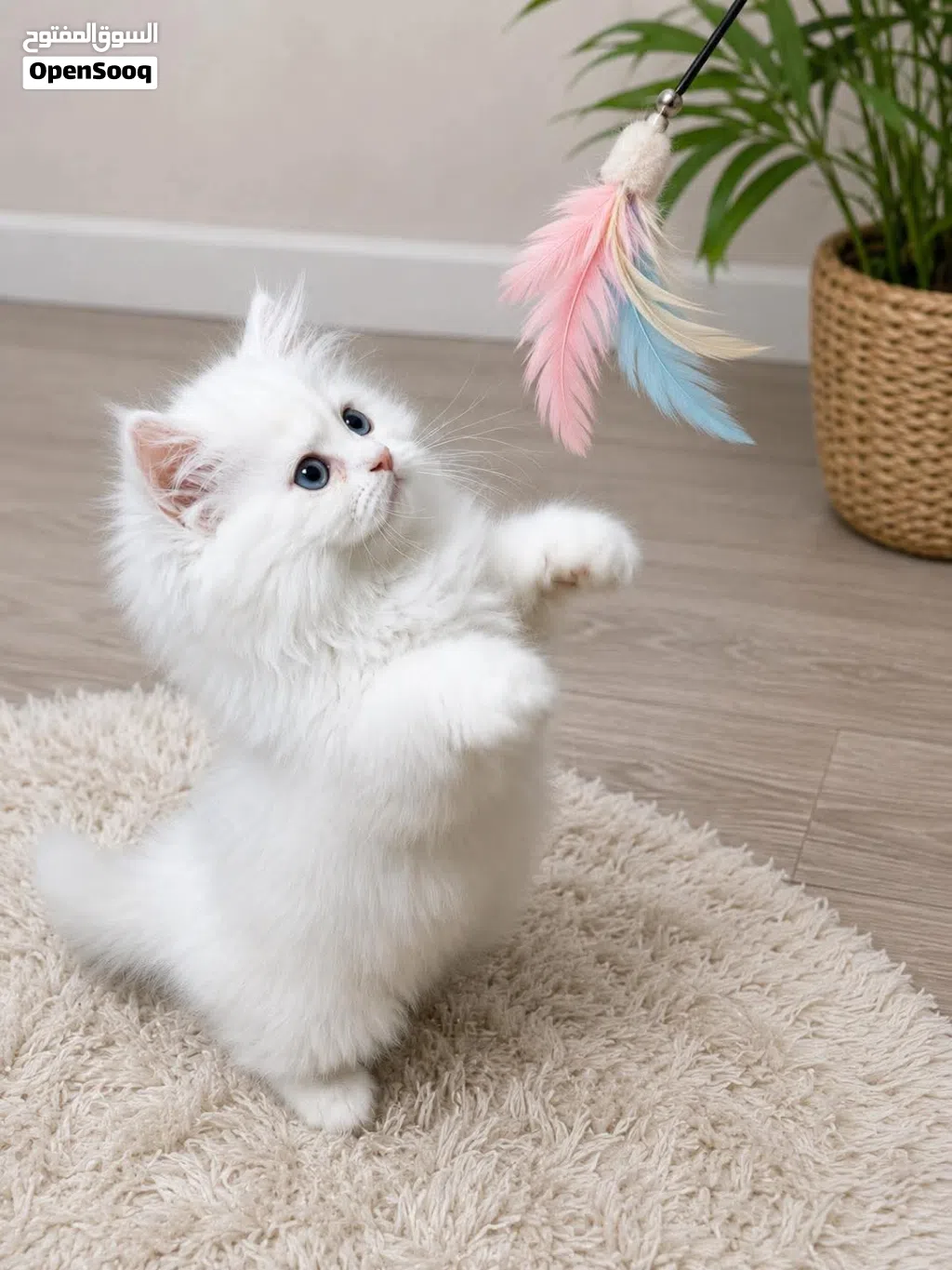 قط دول بيرشن doll Persian