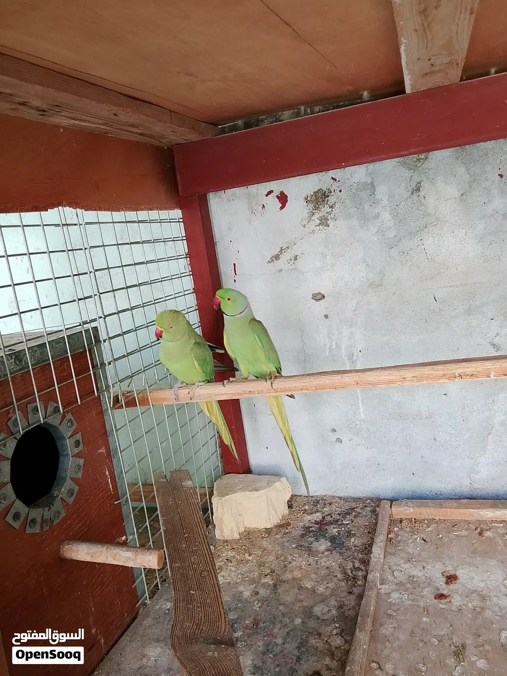 زوج دره هندي منتج جوا افراخ