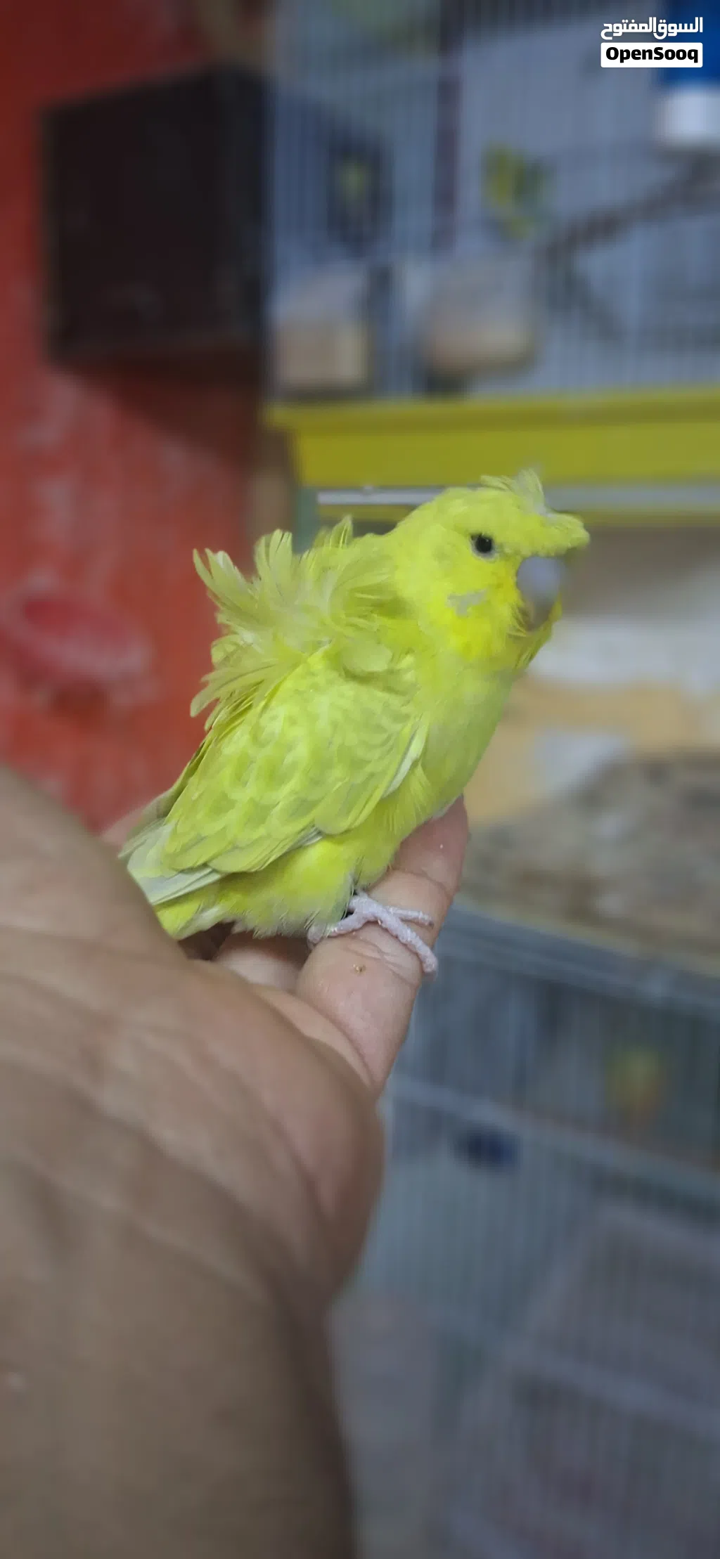 جوزين هوقو رومو محجلات باسمي صحه ونظافه