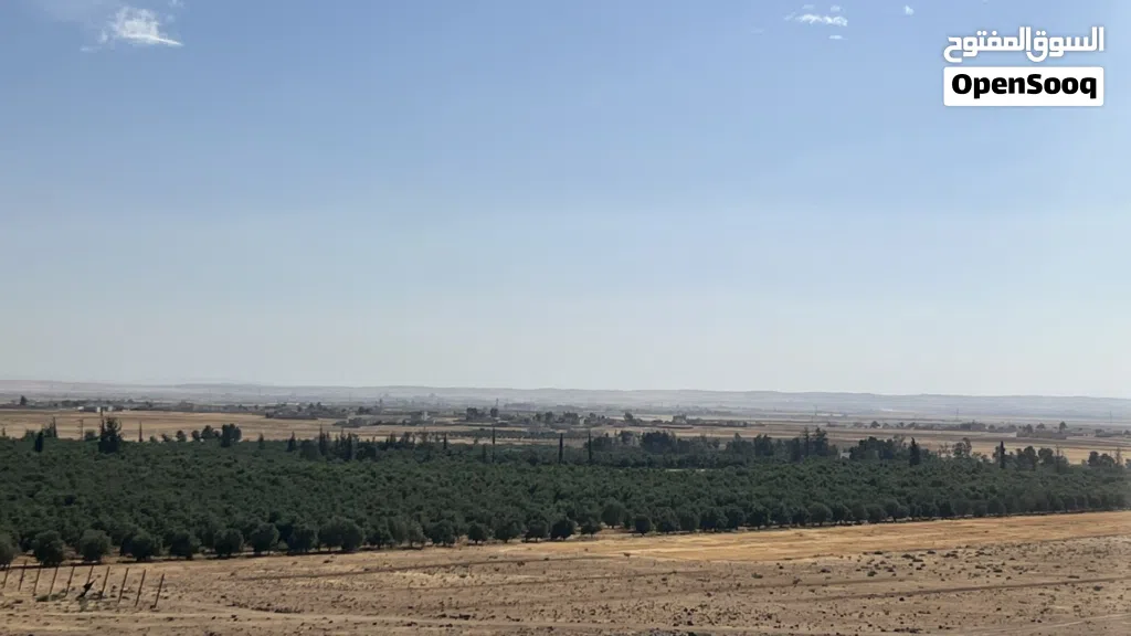 مزرعة زيتون ضخمة للبيع