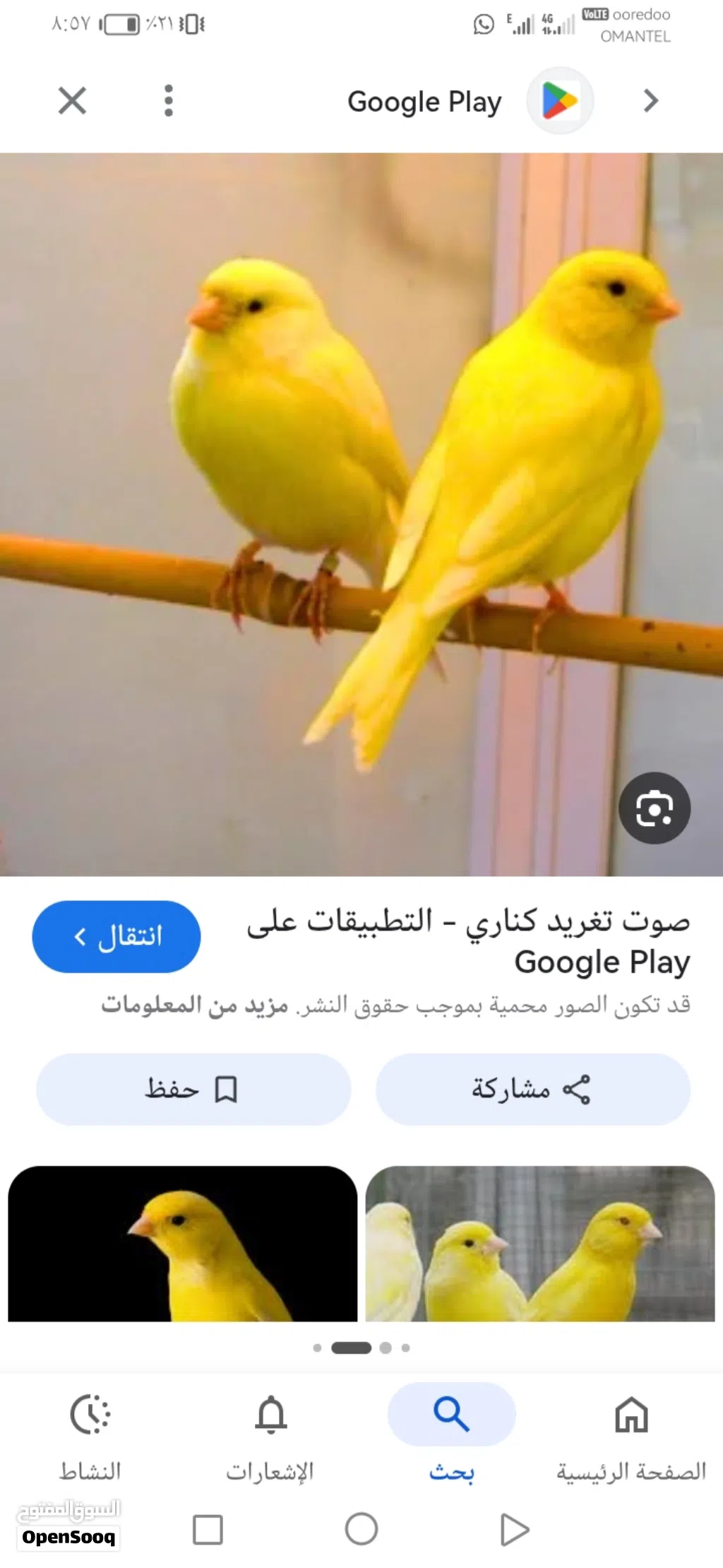 مطلوب إناث وذكور كناري