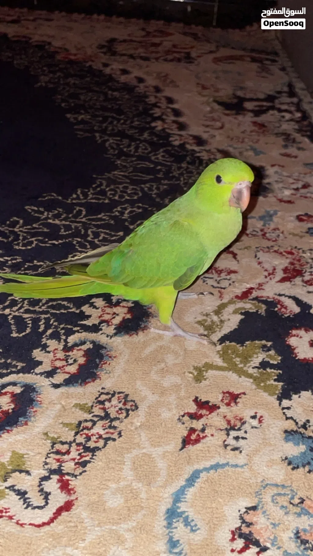 دره اليف عمر ثلاثه اشهر