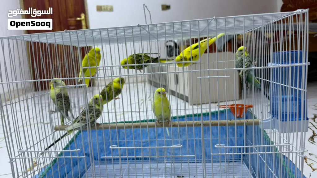 طيور حب 5 ازواج للبيع شوف الوصف