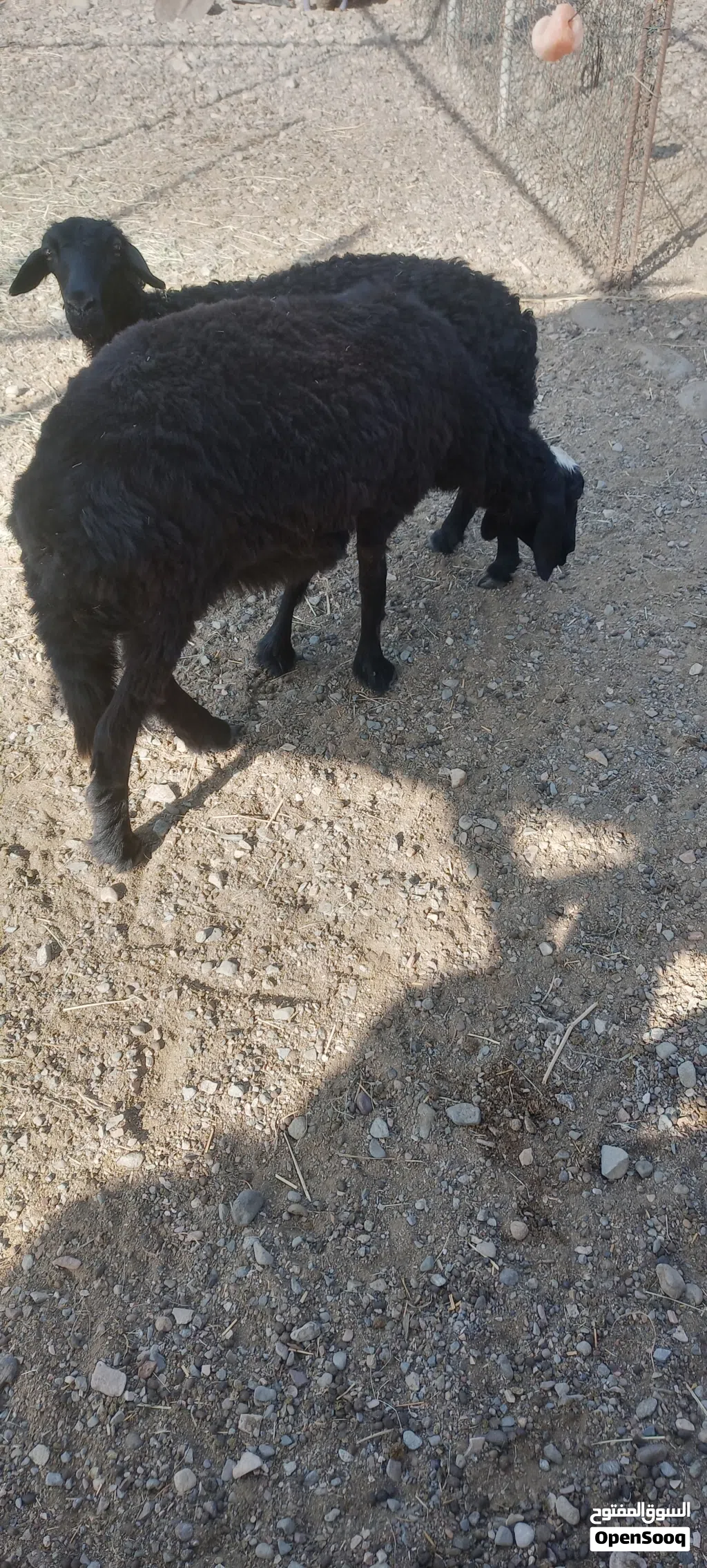 للبيع جاعده تهجين نجدي