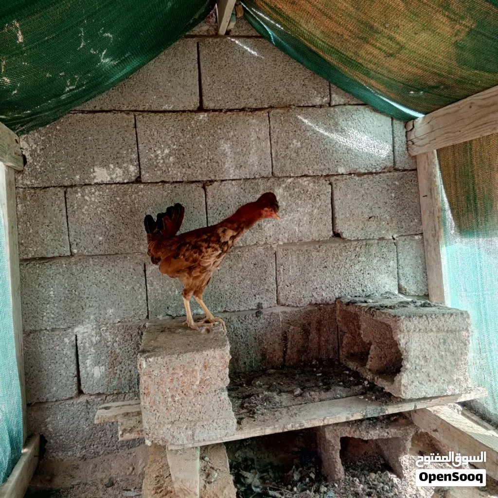 دجاجة ريد،10