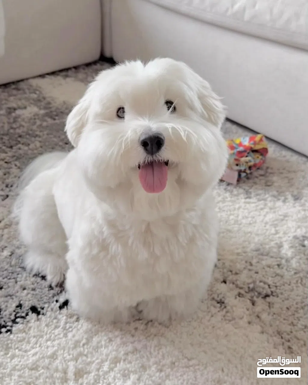 Pure Maltese puppy