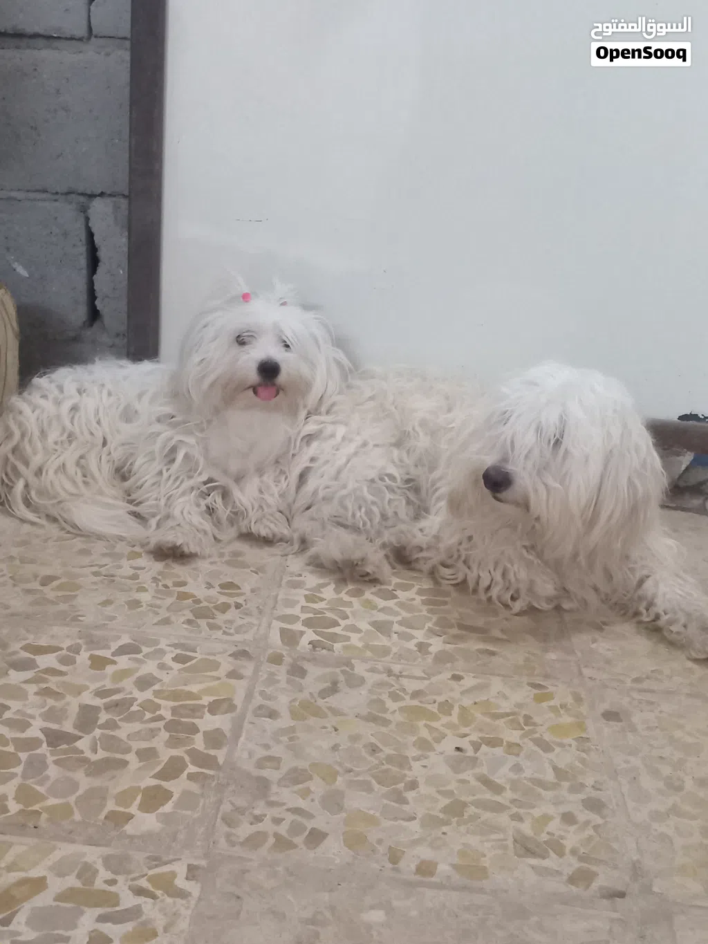 البصره القرنه