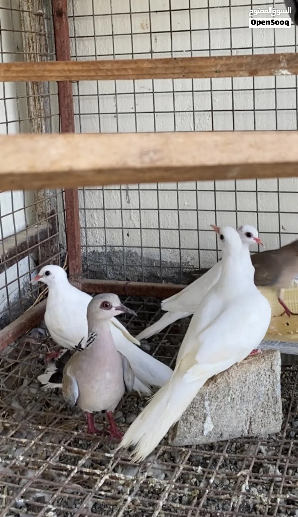 قمري + فاخت ابيض