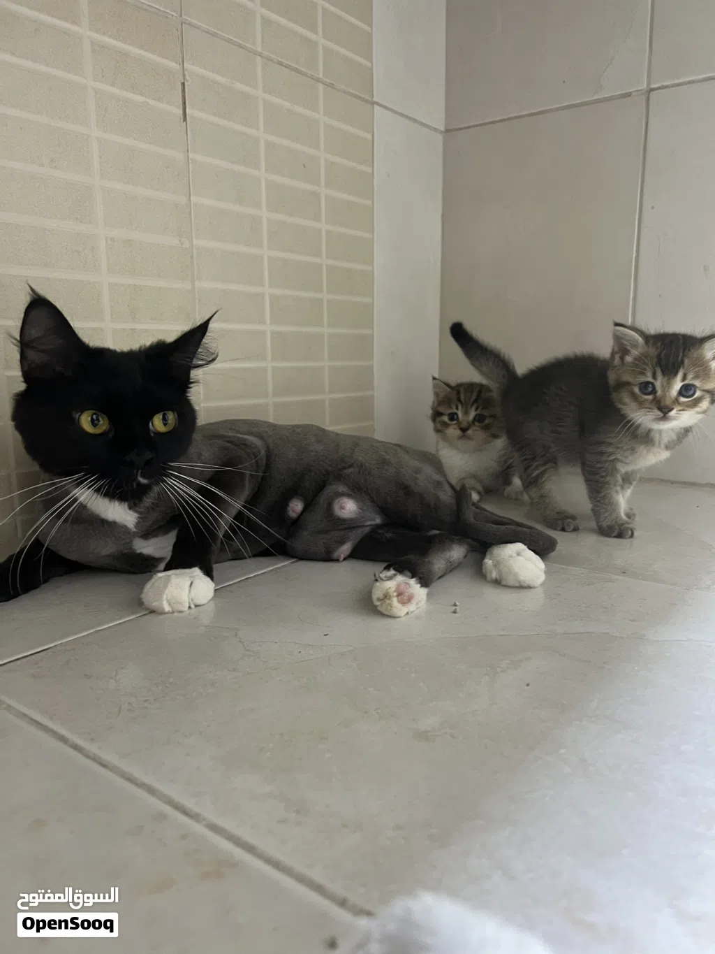 للتبني قطة شيرازية مع طفلين For adoption