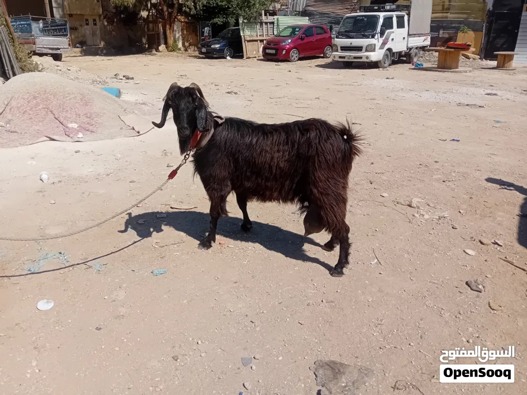 عنز حليب ماشاء الله تبارك الرحمن سن جمع