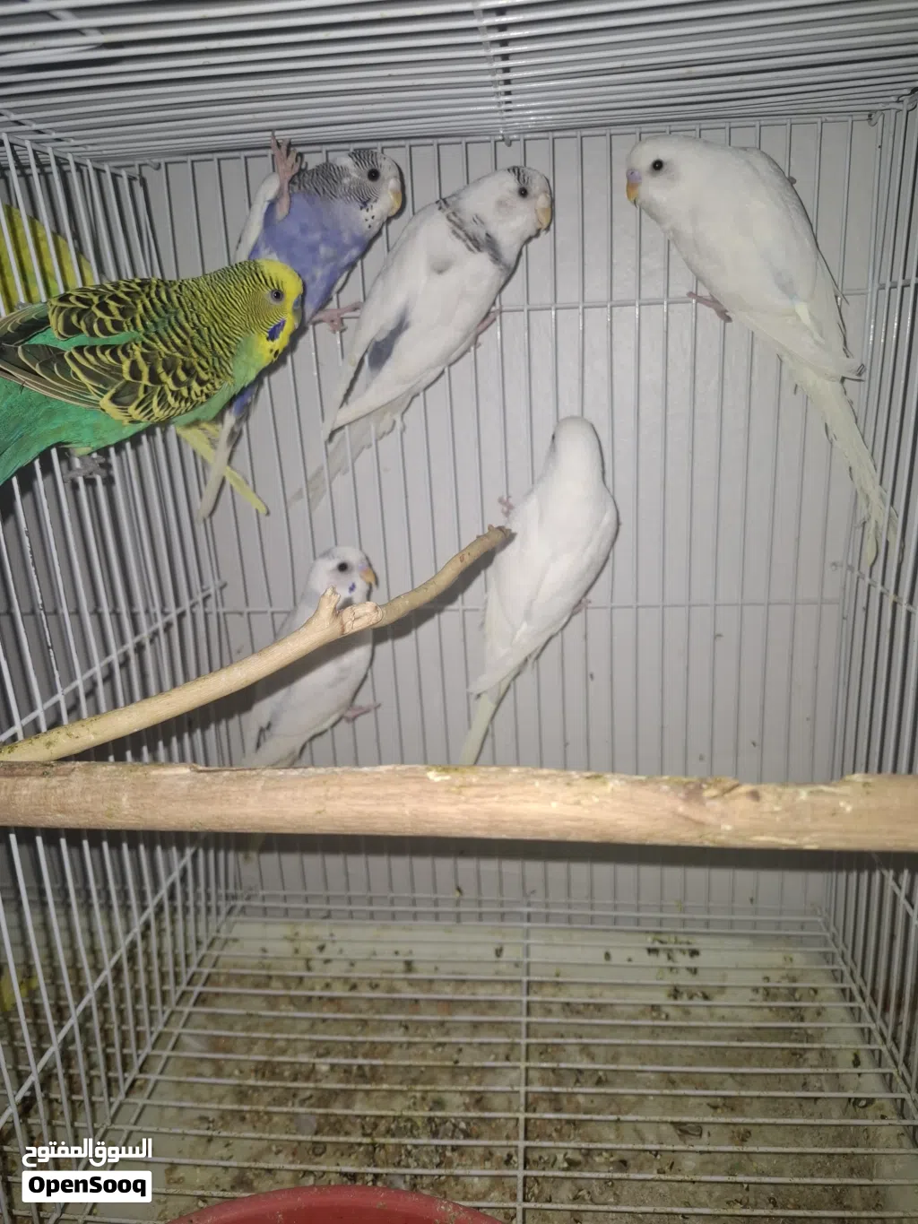 budgies for sale (Carefully bred by my son with great colours) 50 riyal per bird 550 for all but 2