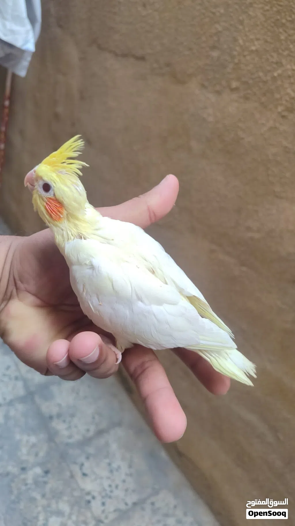 كوكتيل شكري اعيون حمر نقي بده ايلكط الوصف