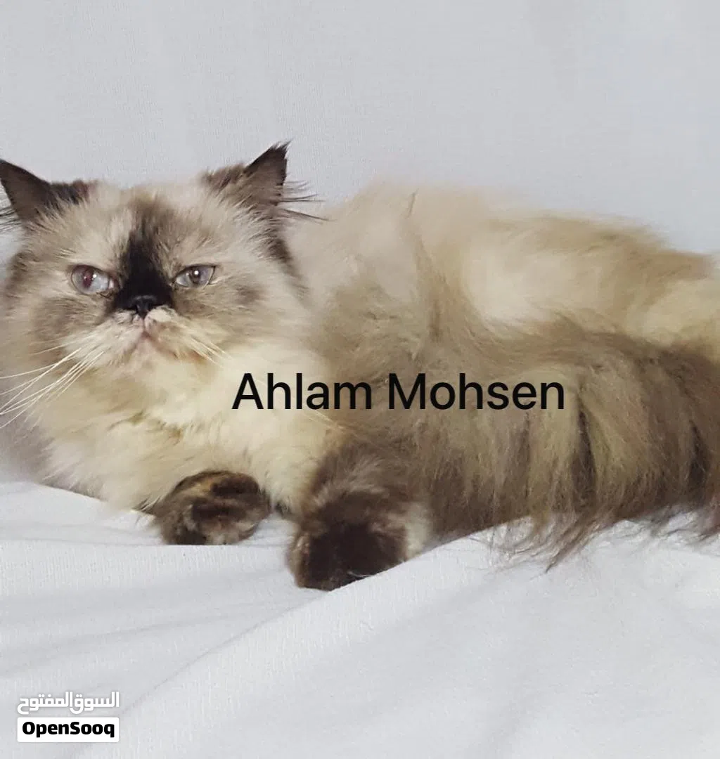 قطة أنثى بيرشن بيكي فيس