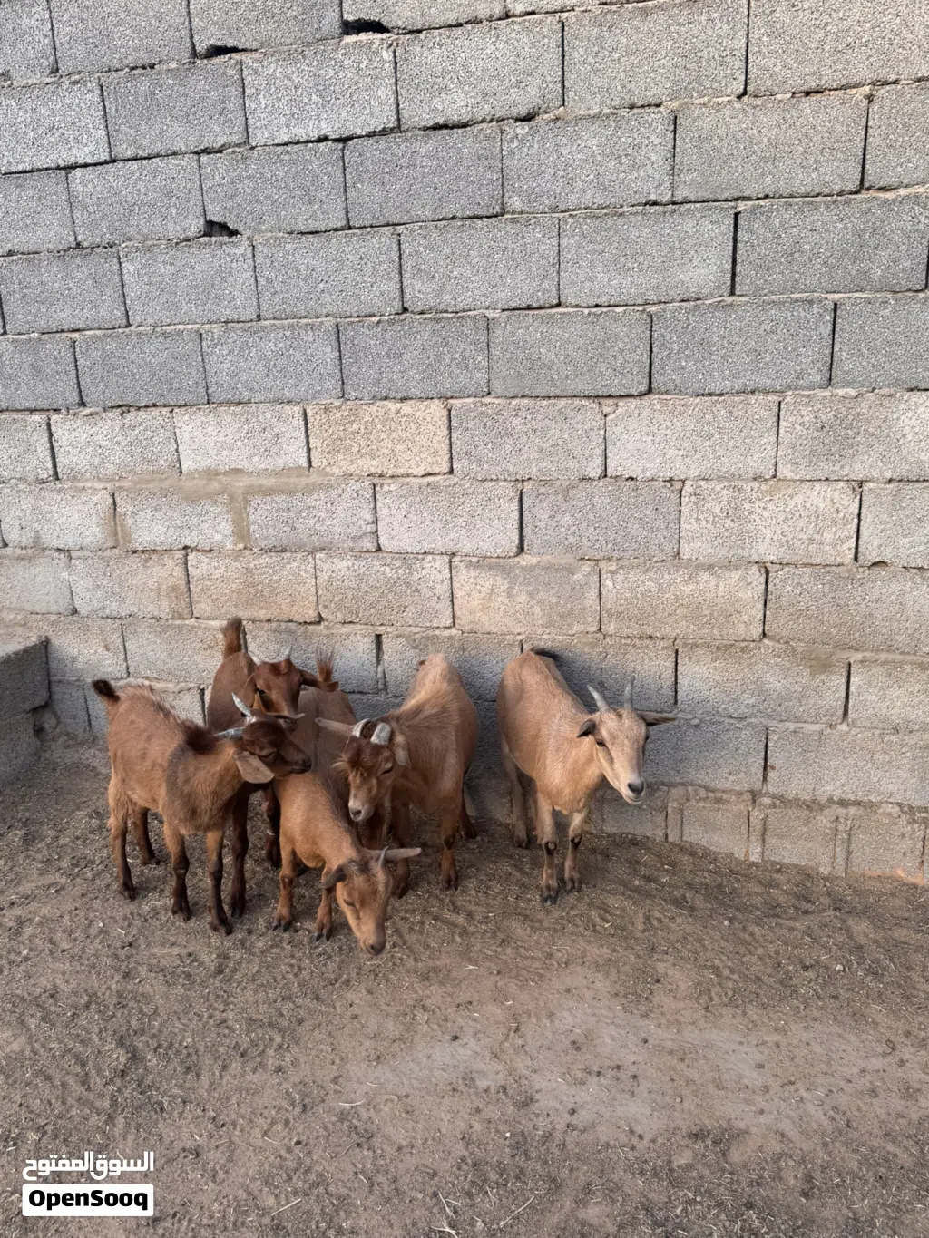 معيز كردي للبيع