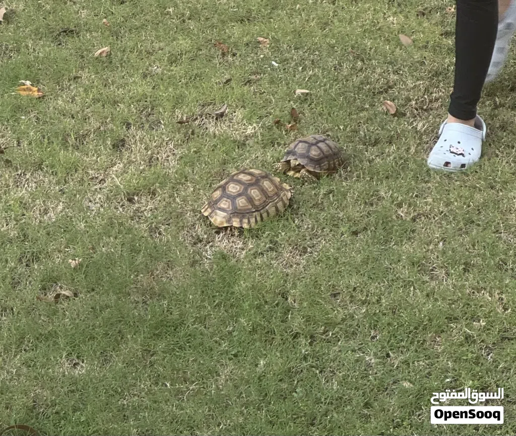 Sulcata tortoise 1 year old 6 months old