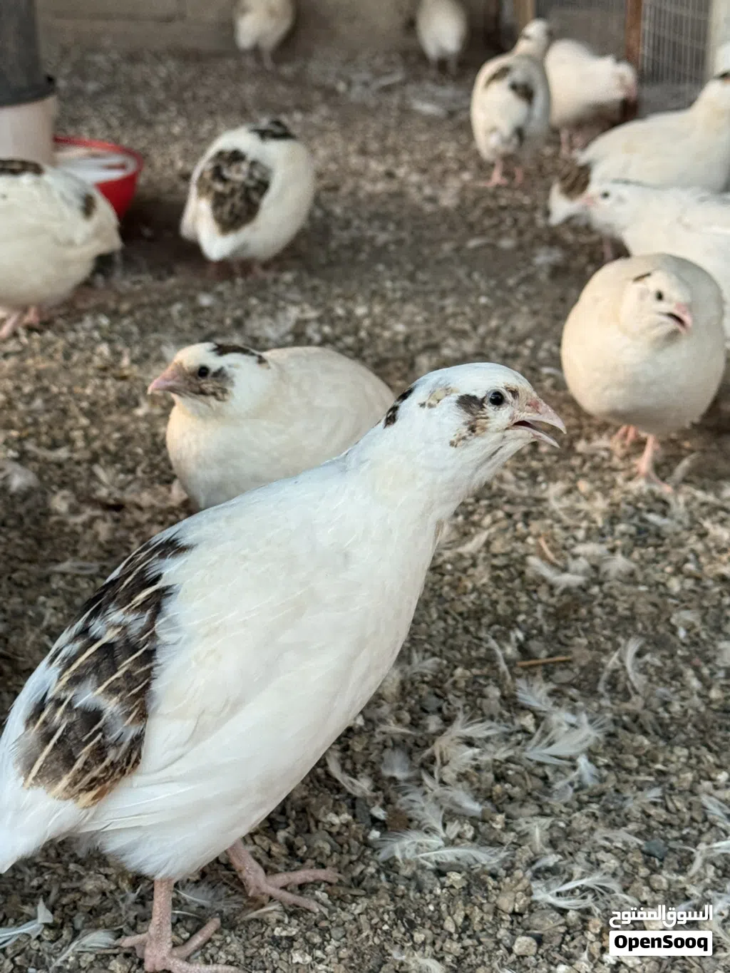 سمان تكساس