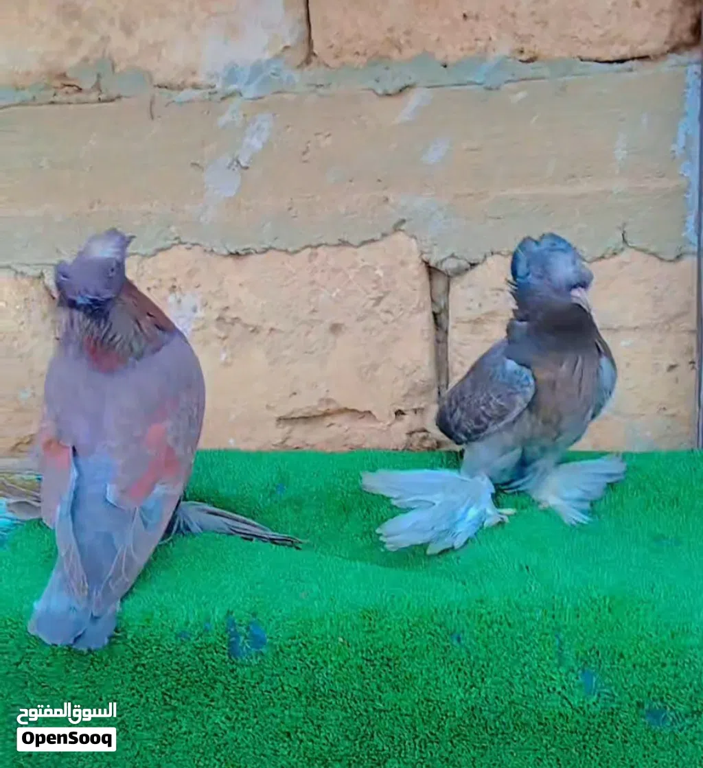 حمام استرالي