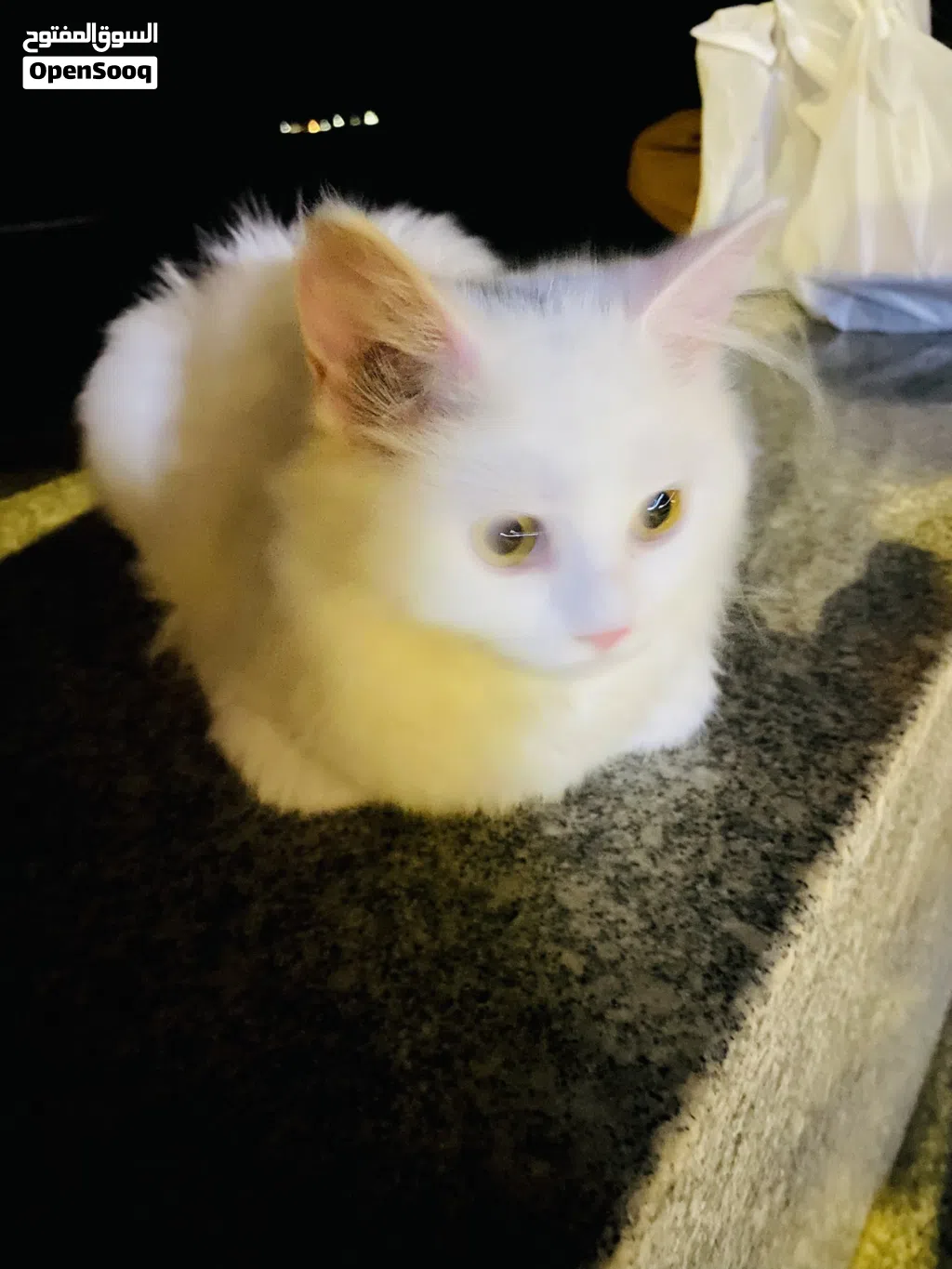 Parisian breeds cat