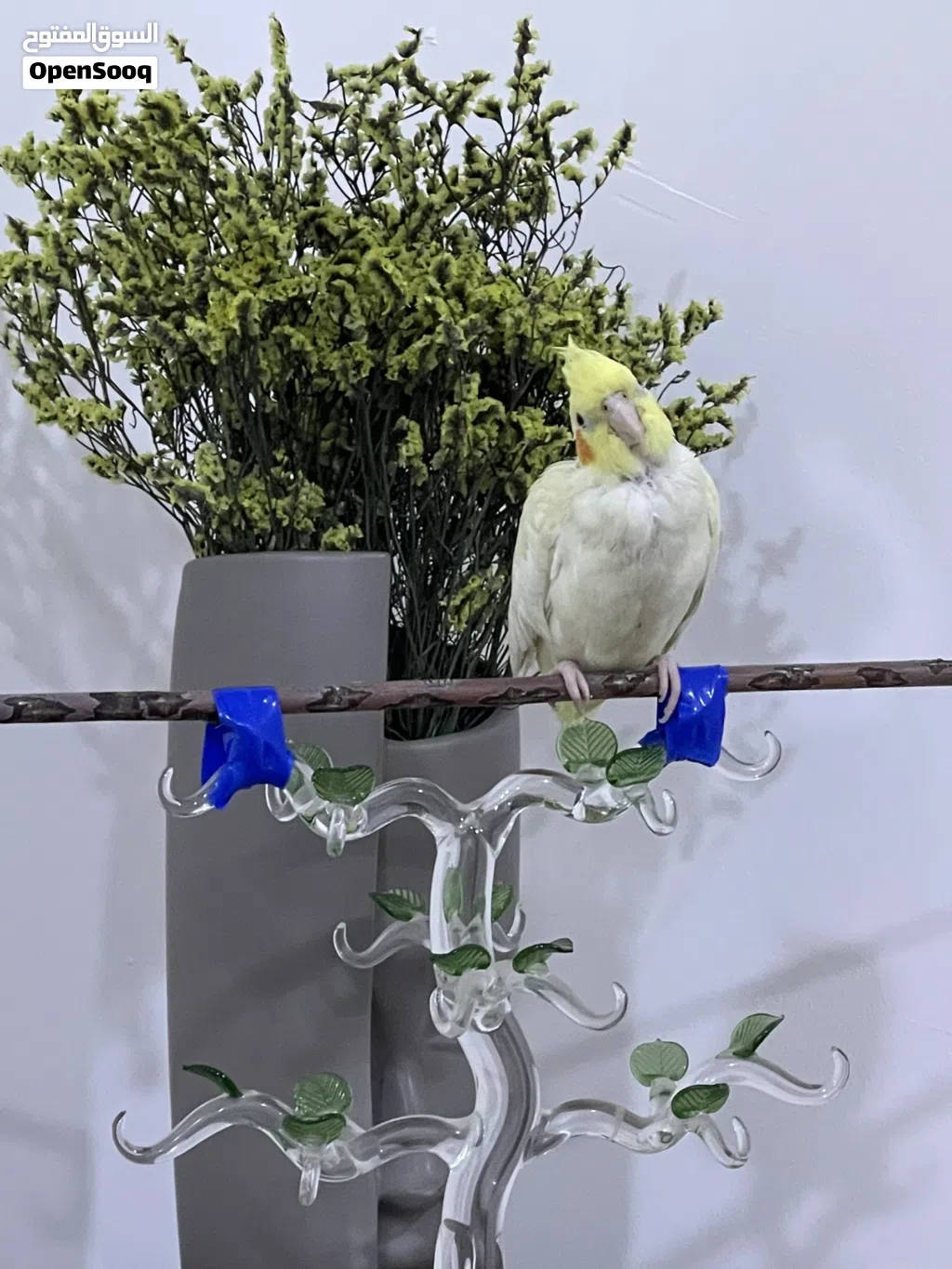 طائر كوكتيل