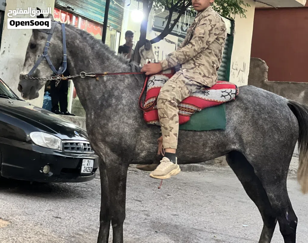 مهره انقليزيه نخب اول