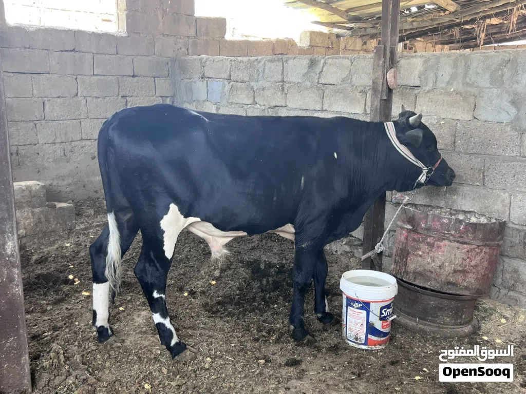 عجول البيع