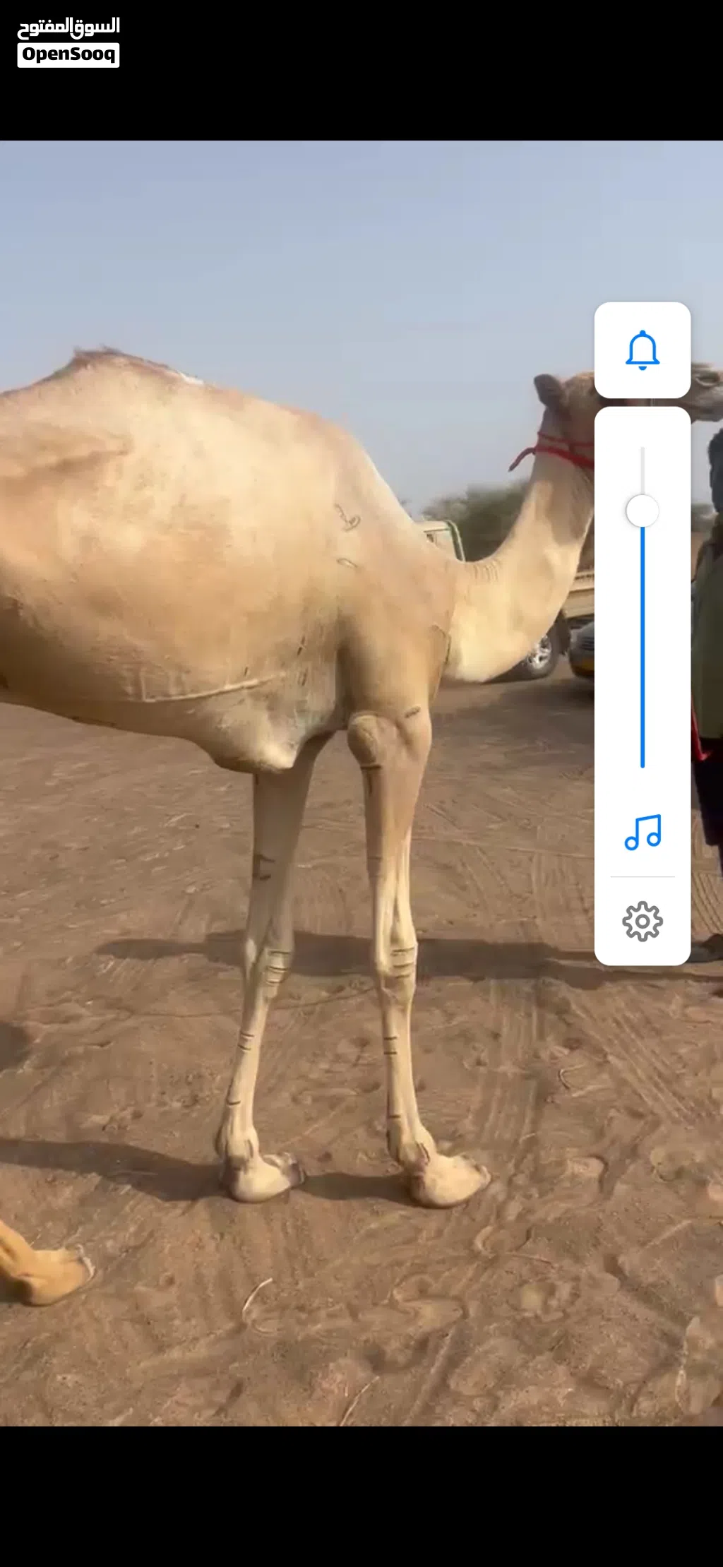 للبيع جعود لجي