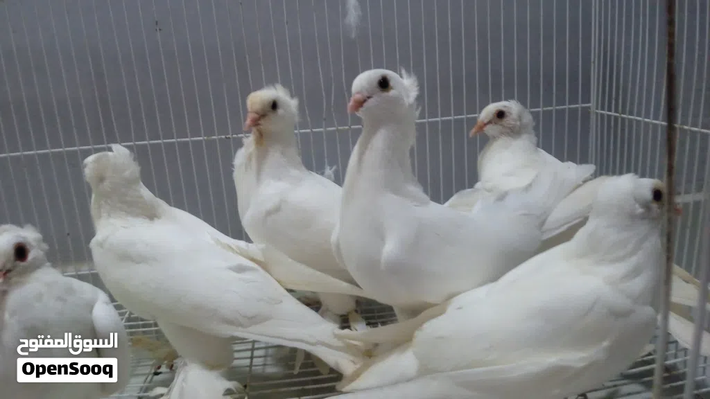 طيور زينه لببيع انواع
