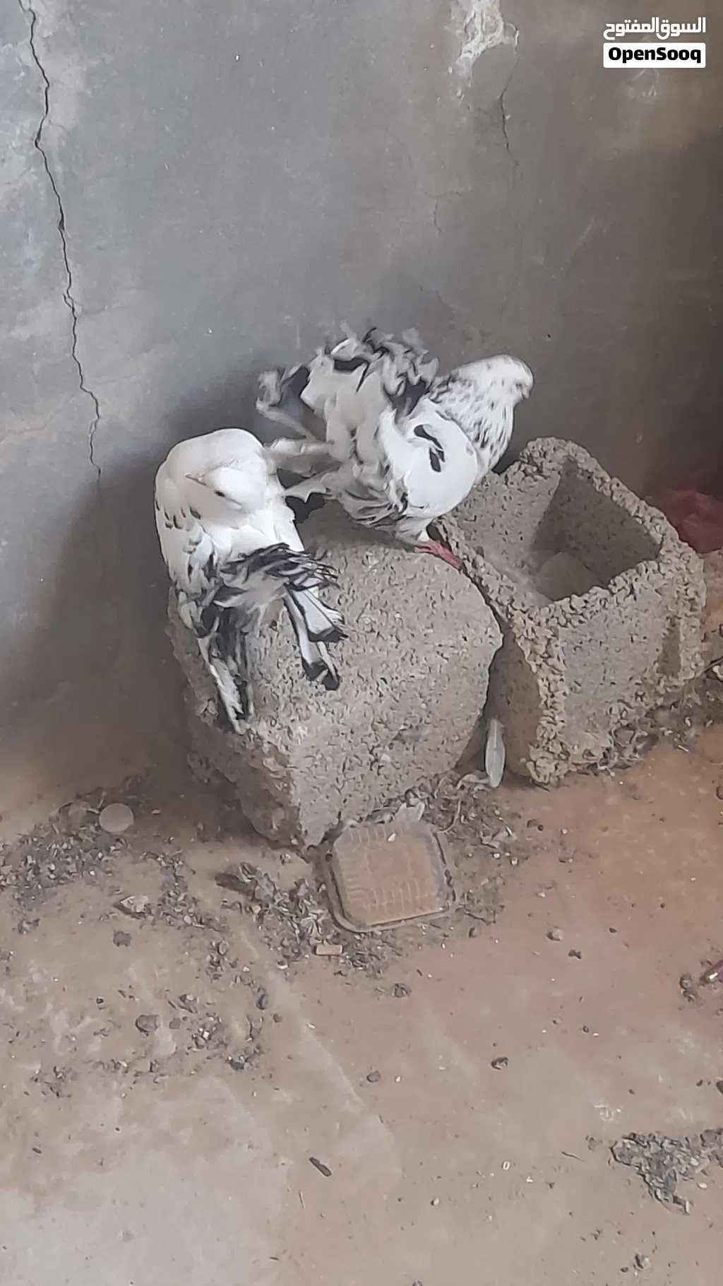 للبيع كوبية تونسية ربي يبارك