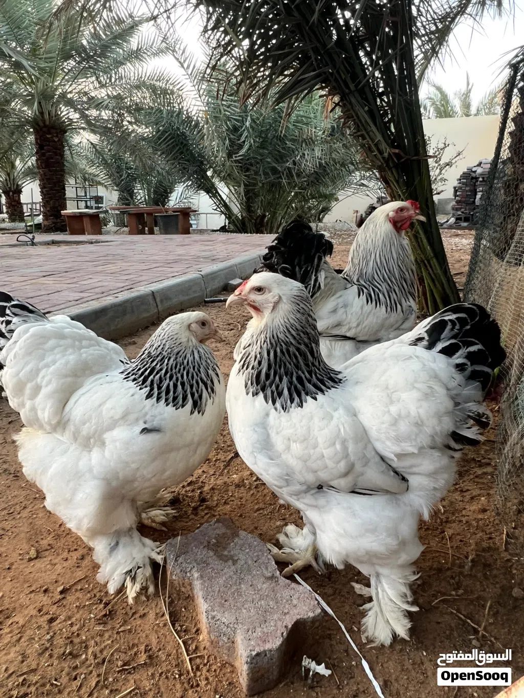 دجاج براهما العملاق بييور وجبنيز الزاحف