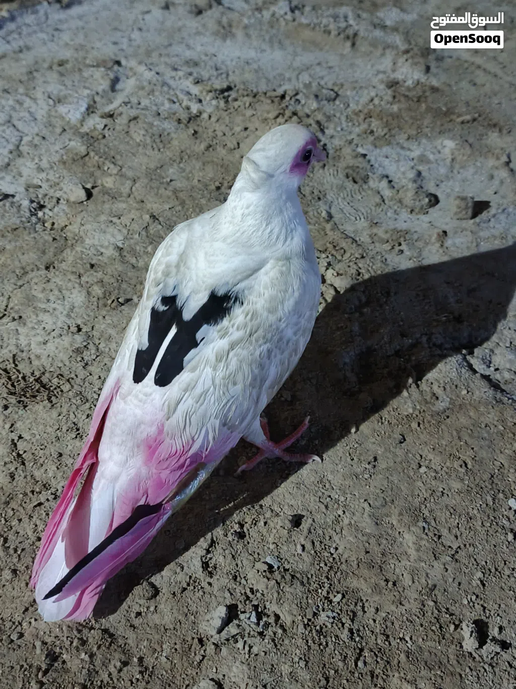 طيره للبيع لوصف مهم