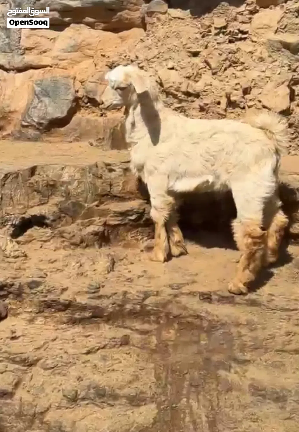تيوس من حلال لجواميد لجبل الاخضر