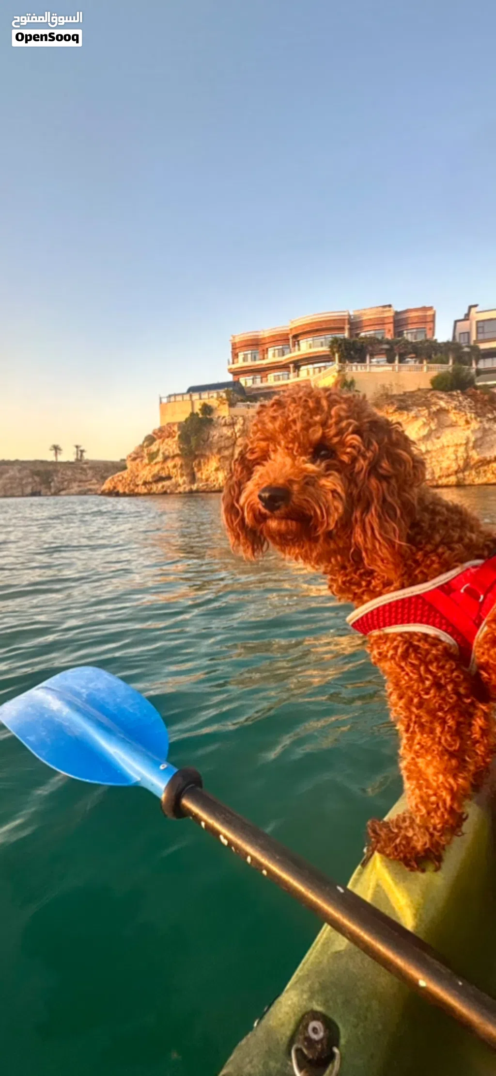 توي بودل احمر للبيع Red toy poodle for sale #poodle #redtoypoodle