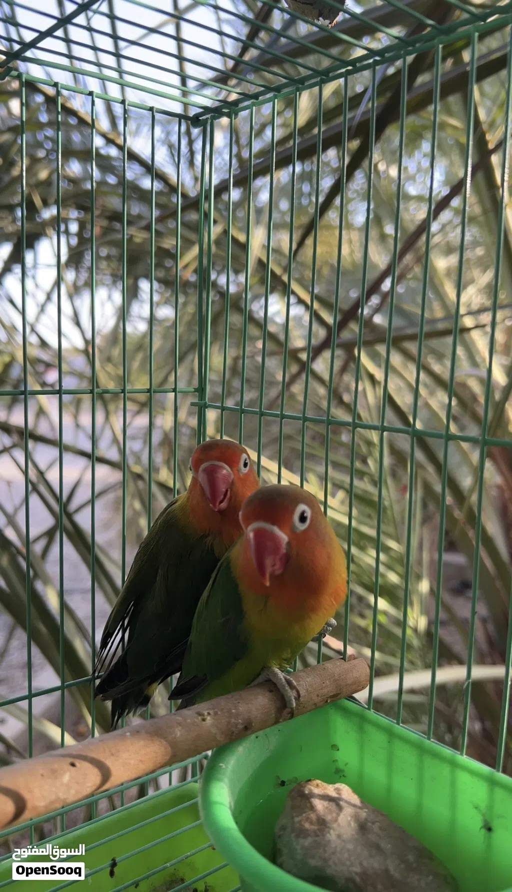 للبيع روز زوج منتاجات