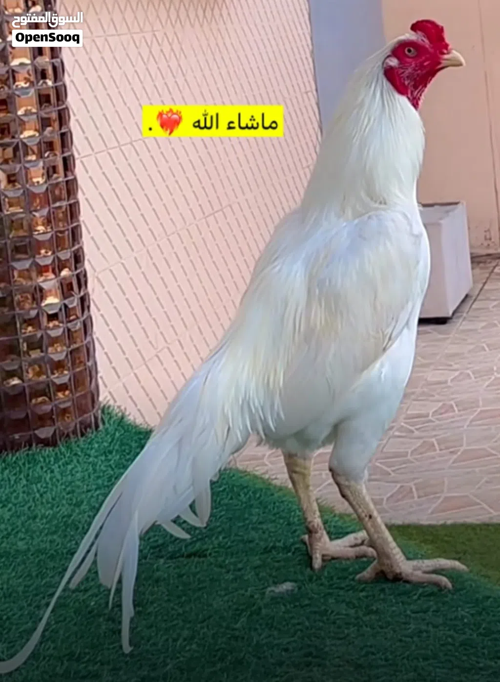 دجاجه باكستانيه مع اولادها