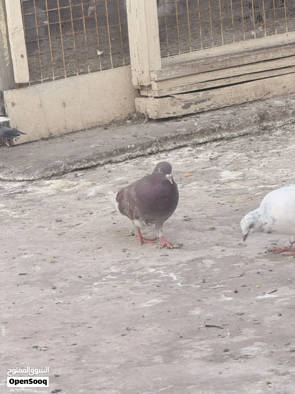 طيره لوت ميازه السعر 5 الاف او مراوس